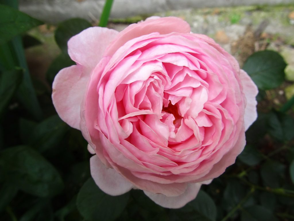 geoff hamilton rose