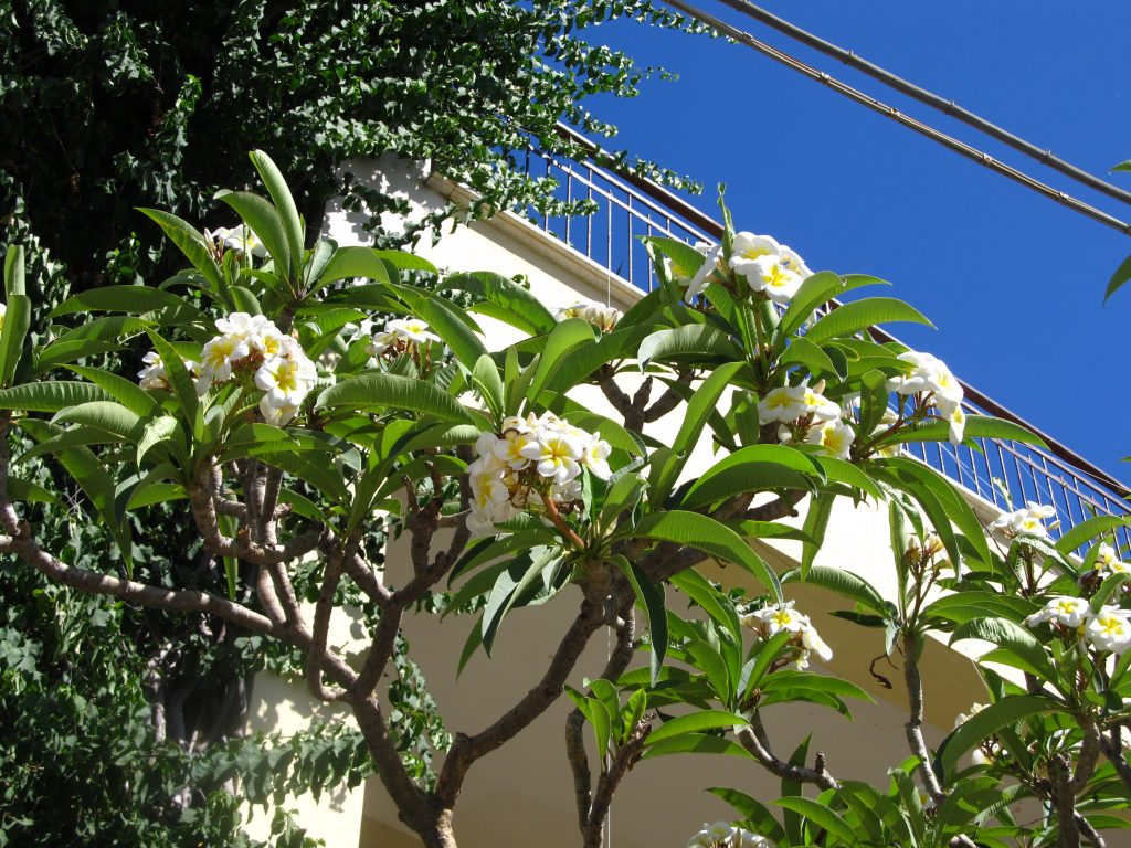 cveće i bašte sicilije