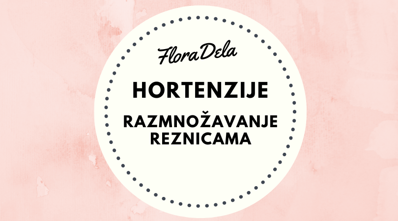 hortenzije-reznice-razmnozavanje