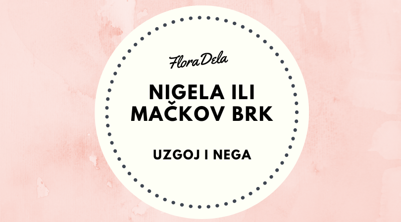 nigela- mackov-brk